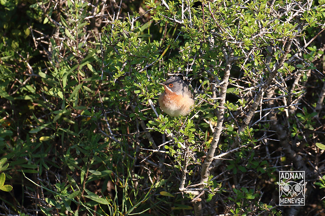 Subalpine Warbler — Ana fotoğraf